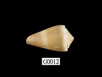 藏品(晚霞芋螺)的圖片